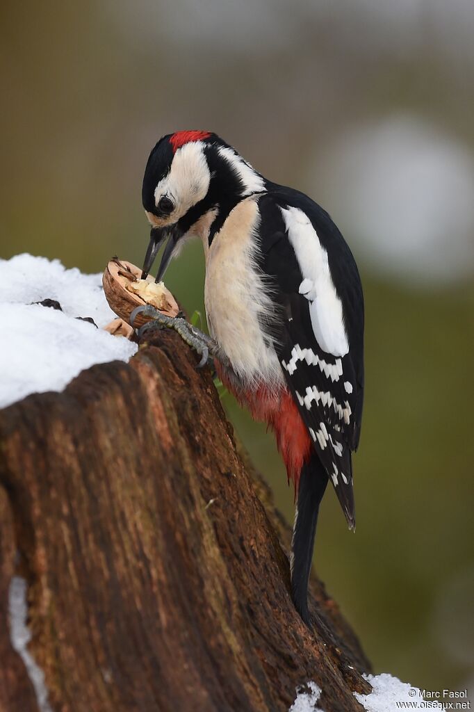 Great Spotted Woodpecker male adult, identification, feeding habits, Behaviour