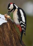 Great Spotted Woodpecker