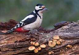 Great Spotted Woodpecker