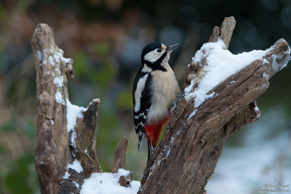 Great Spotted Woodpecker female adult