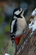 Great Spotted Woodpecker