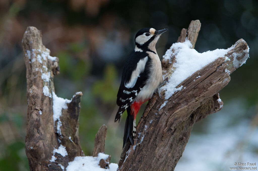 Great Spotted Woodpecker