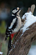 Great Spotted Woodpecker