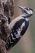 Great Spotted Woodpecker