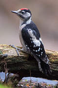 Great Spotted Woodpecker