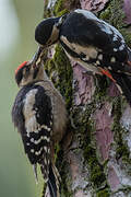 Great Spotted Woodpecker