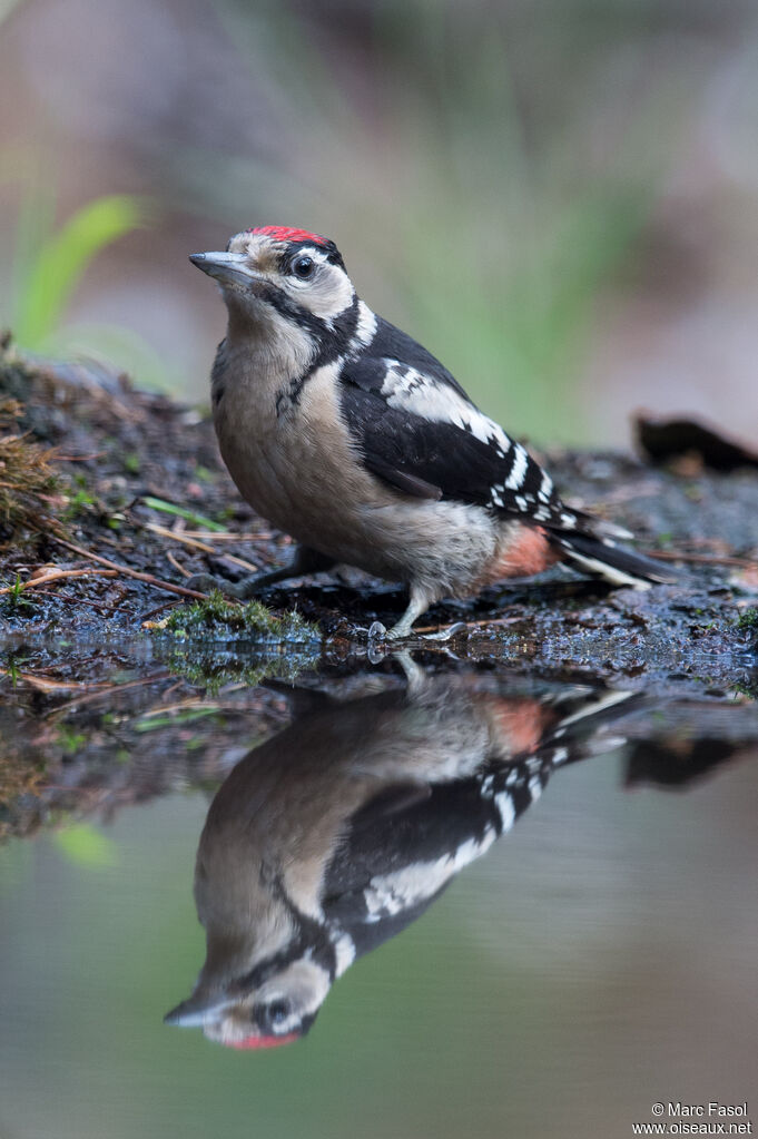 Great Spotted Woodpeckerjuvenile