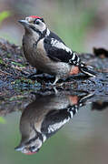 Great Spotted Woodpecker