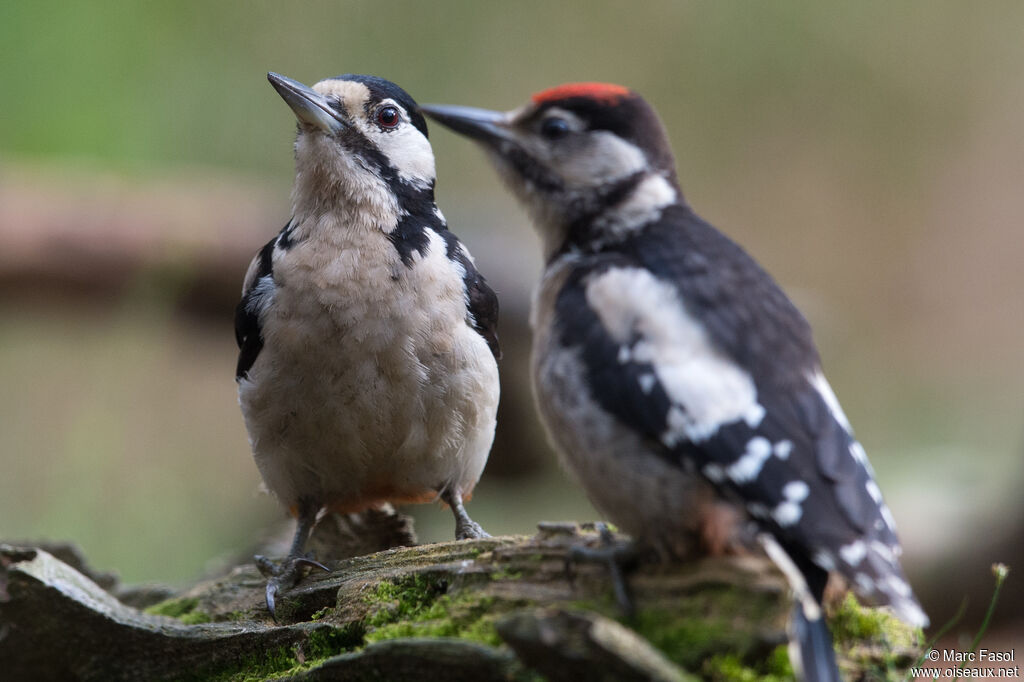 Great Spotted Woodpecker