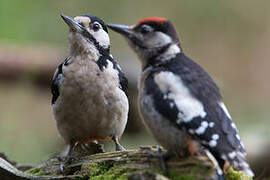 Great Spotted Woodpecker