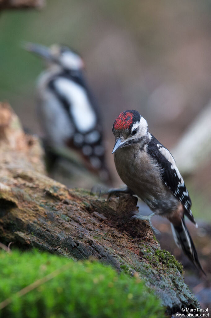 Great Spotted Woodpecker