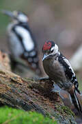 Great Spotted Woodpecker