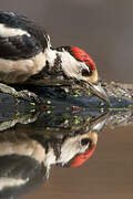 Great Spotted Woodpecker