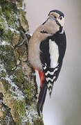 Great Spotted Woodpecker