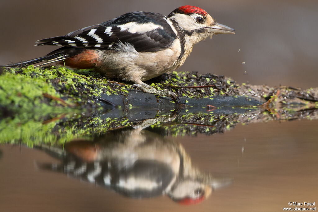 Great Spotted Woodpeckerjuvenile, identification, drinks