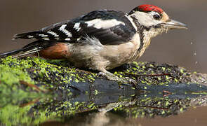 Great Spotted Woodpecker