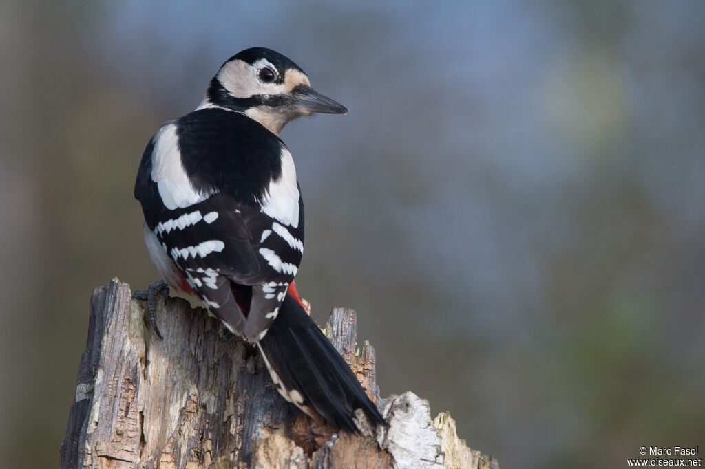 Great Spotted Woodpecker female adult, identification