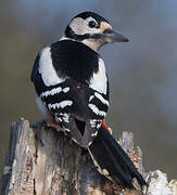 Great Spotted Woodpecker