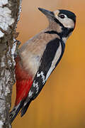 Great Spotted Woodpecker