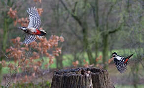 Great Spotted Woodpecker