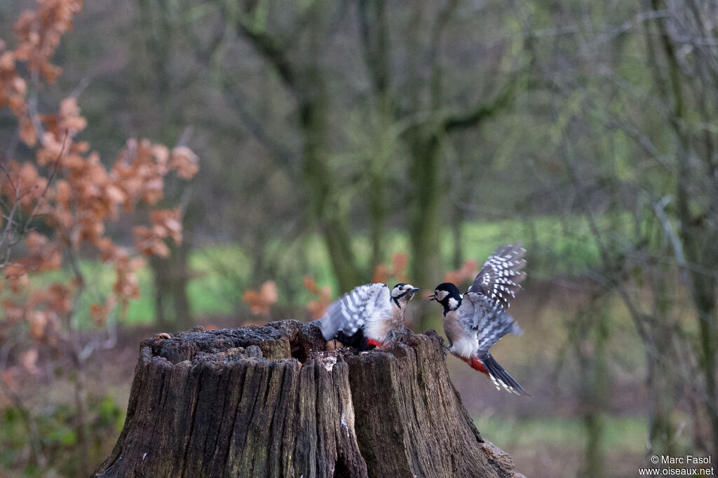 Great Spotted Woodpecker