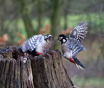 Great Spotted Woodpecker