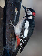 Great Spotted Woodpecker