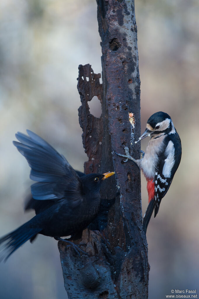 Great Spotted Woodpecker