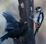 Great Spotted Woodpecker