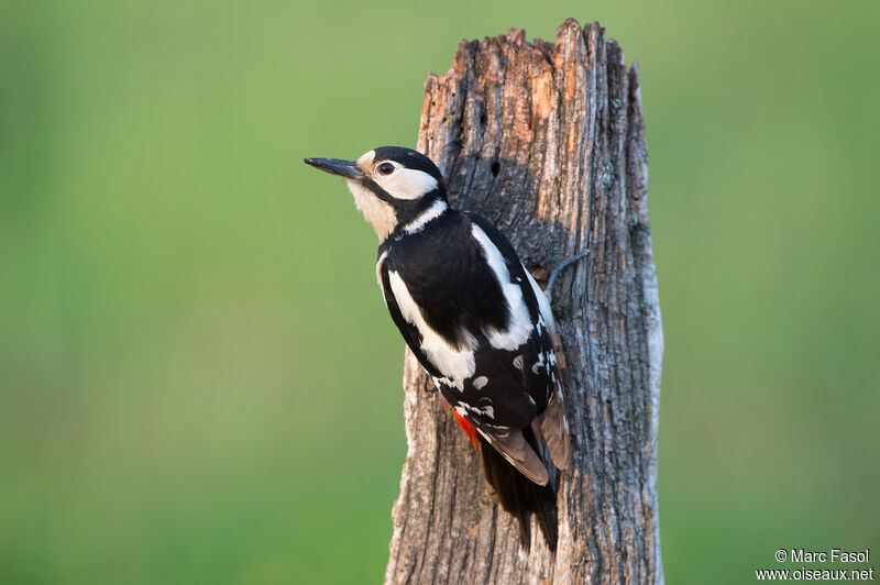 Great Spotted Woodpecker male, identification