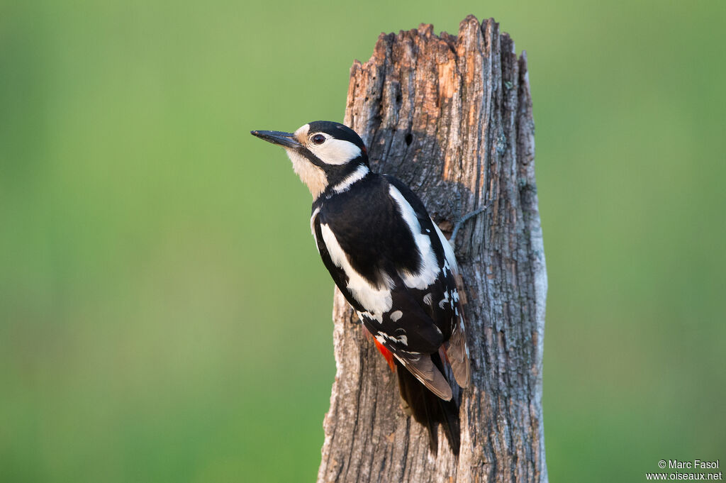 Great Spotted Woodpecker male, identification