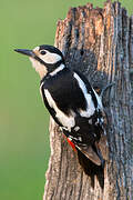 Great Spotted Woodpecker