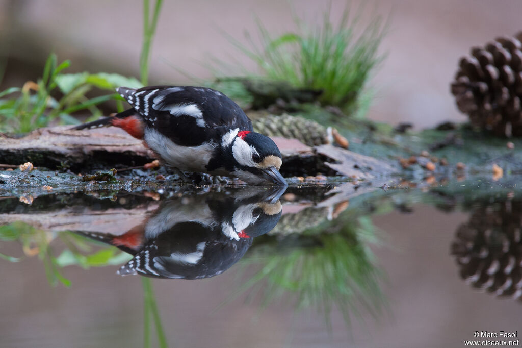 Great Spotted Woodpecker male adult breeding, identification, drinks