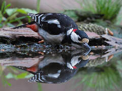 Great Spotted Woodpecker