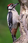 Great Spotted Woodpecker