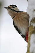 Great Spotted Woodpecker