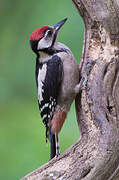 Great Spotted Woodpecker