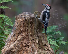 Great Spotted Woodpecker