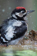 Great Spotted Woodpecker