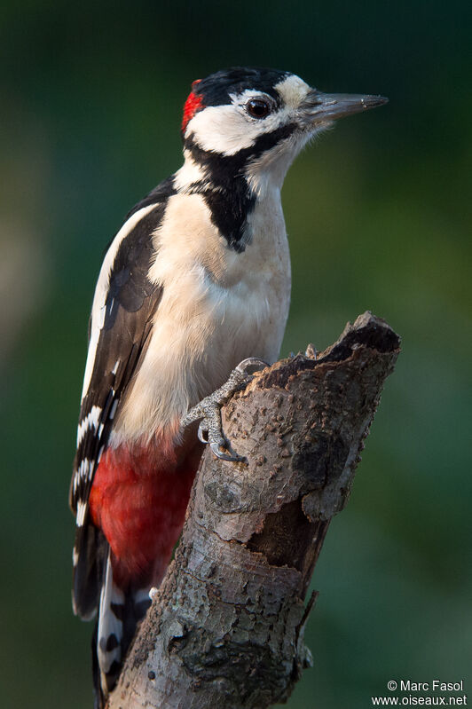 Great Spotted Woodpecker male adult, identification