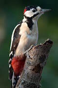 Great Spotted Woodpecker