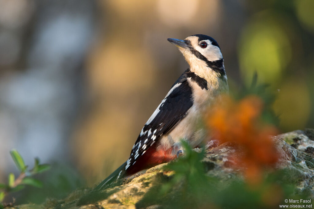 Pic épeiche femelle adulte, identification