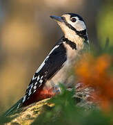 Great Spotted Woodpecker