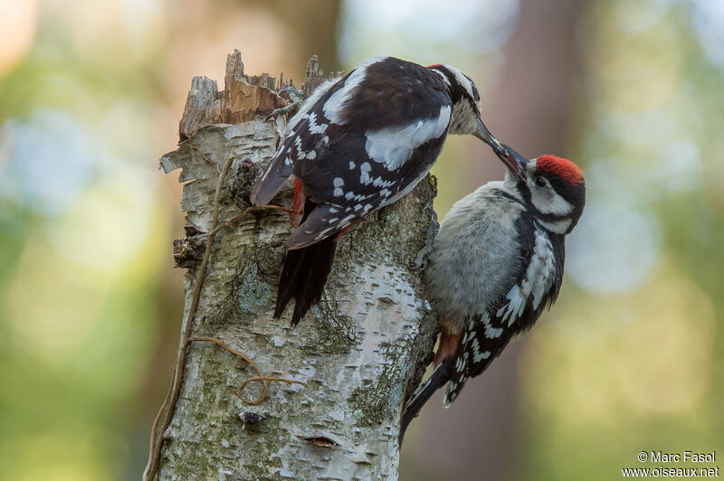 Great Spotted Woodpecker, identification, Reproduction-nesting