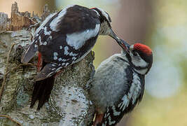 Great Spotted Woodpecker