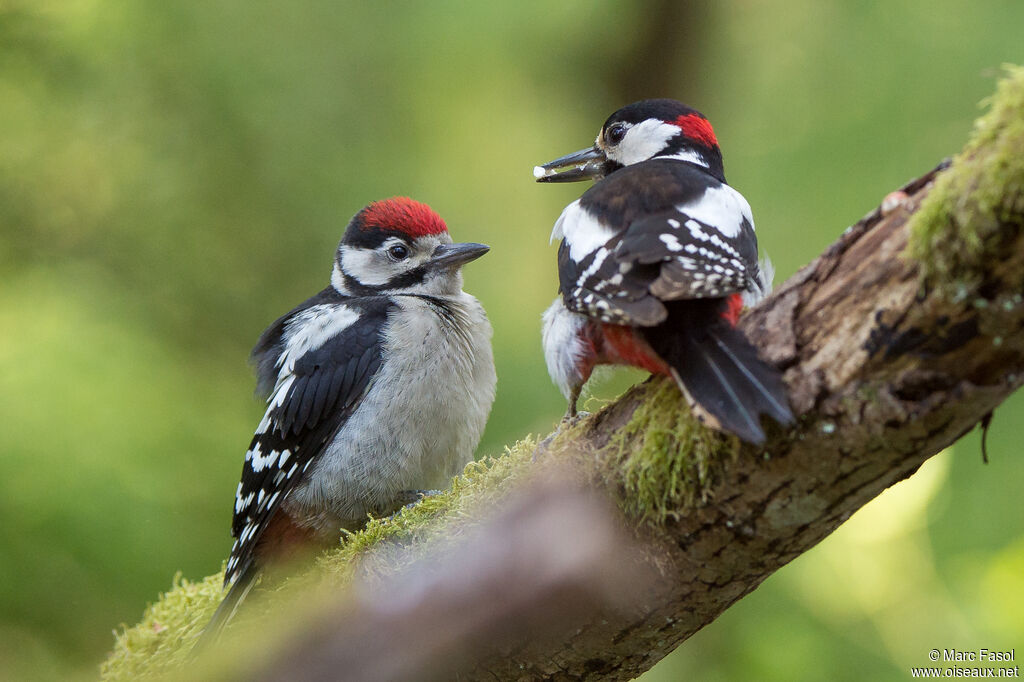 Great Spotted Woodpecker, identification, Reproduction-nesting