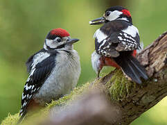 Great Spotted Woodpecker