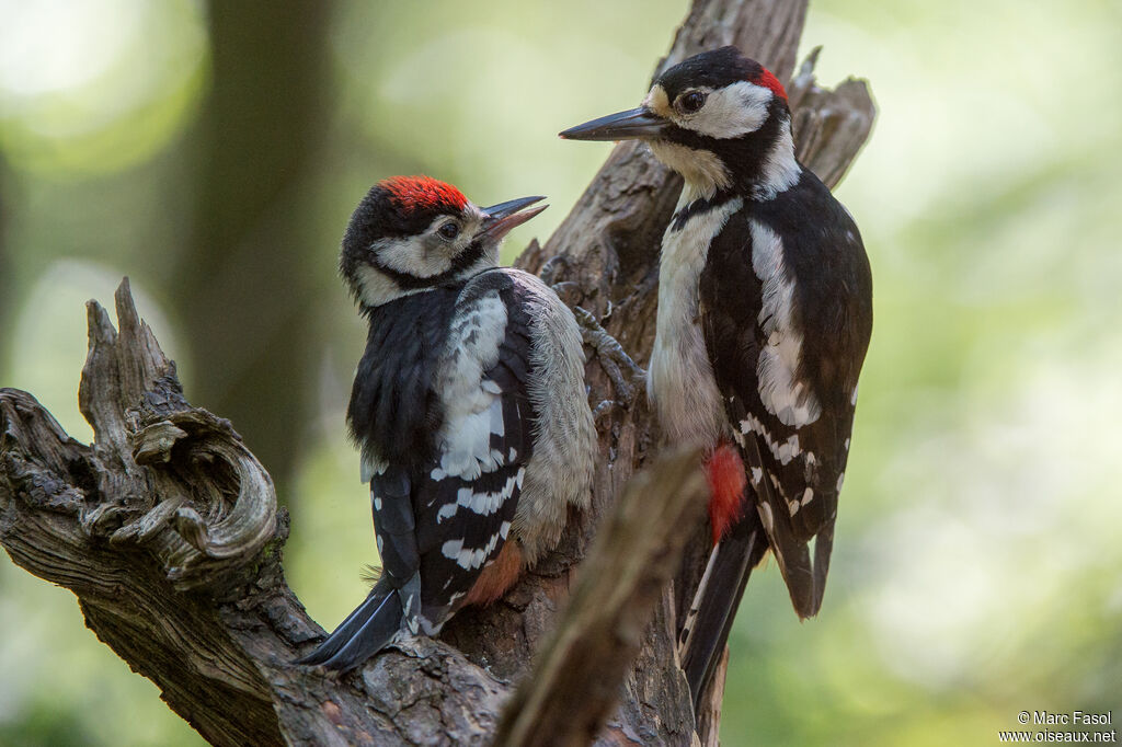 Great Spotted Woodpecker, Reproduction-nesting