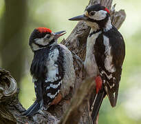 Great Spotted Woodpecker