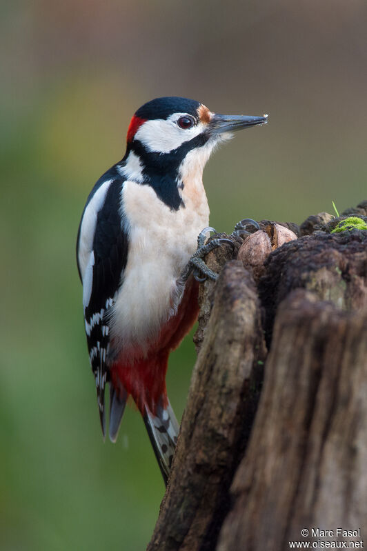 Great Spotted Woodpecker male adult, identification, feeding habits, eats